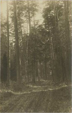 Fahrstraße durch den Urwald