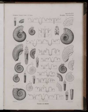 Pl. I. [bis] Pl. VII. [siehe arabische Paginierung]
