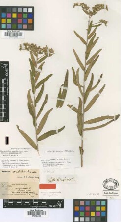 Vernonia inaequiserrata Sch.Bip. var. angustifolia Griseb.[holotype]