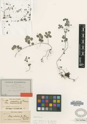 Pilea wrightiana Wedd. var. intermedia Wedd.[syntype]