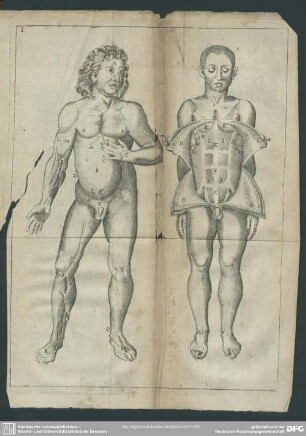 [Tabulae Anatomicae XXIV, cum earundem explicationibus]