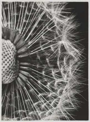 Löwenzahn, Pusteblume, Taraxacum officinalis