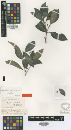 Psychotria glabrata Sw.