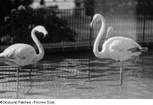 Flamingos