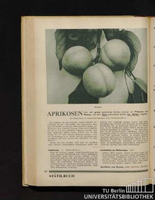 Aprikosen