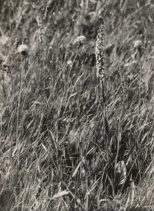 Rosa Kugelorchis (Traunsteinera globosa), auch Kugelorchis oder Kugelknabenkraut, Mücken-Händelwurz (Gymnadenia conopsea), auch Langsporn-Händelwurz, Fliegen-Händelwurz oder Große Händelwurz und Großes Zweiblatt (Listera ovata)