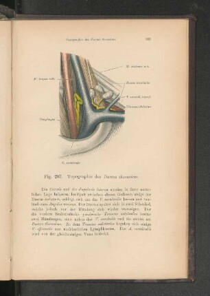 Fig. 207. Topographie des Ductus thoracicus.
