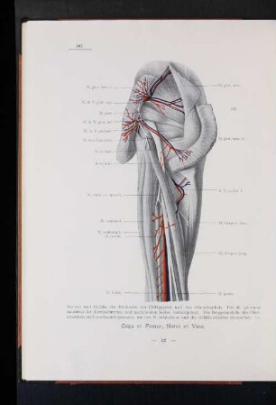 Coxa et Femur, Vervi et Vasa.