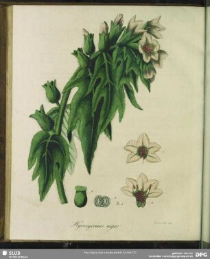 Hyoscyamus Niger. Schwarzes Bilsenkraut