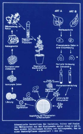 Schematische Darstellung der Isolation, Kultur und Fusion von Protoplasten ...