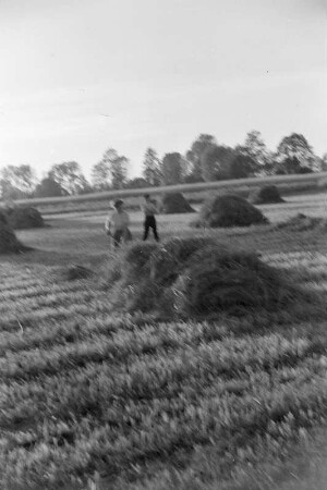 Spreewald um 1940. Heuernte auf den Wiesen. : Błóta wokoło 1940. Synowe žně.