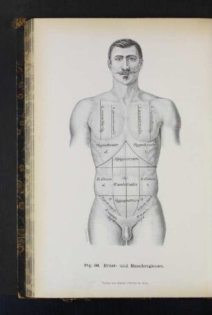 Fig. 68. Brust- und Bauchregionen.