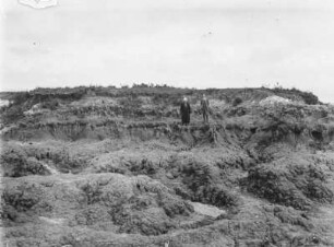 Vegetation : Bodenvegetation einer küstennahen Landschaft