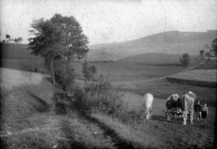Hütejungen mit Kühen unterhalb der Fuchsfarm