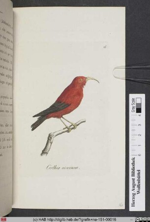 Certhia Coccinea / Baumläufer