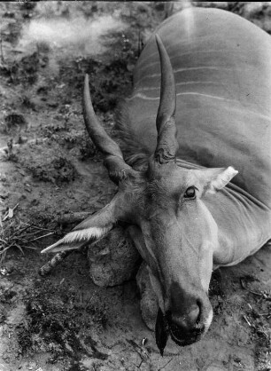 Erlegte Elanantilope : Erlegte Elanantilope (auch: Elandantilope).