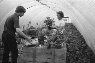 Vorbereitungen für den 6. Karlsruher Geranienmarkt des Verbands badischer Gartenbaubetriebe