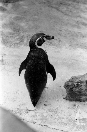 Pinguine im Karlsruher Zoo.