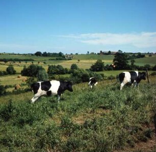 Holstein. Reinfeld. Weidelandschaft : Holsteinische Knick- und Weidelandschaft Nähe Trave-Tal/Stormarn