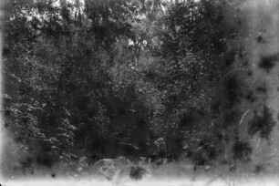 Im Urwald : Vegetation in den Wäldern am Kilimandscharo auf 2400 Meter Höhe