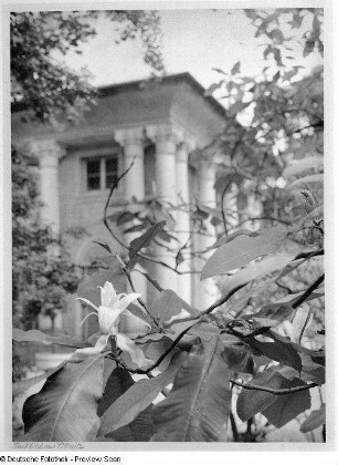 Blütenzweig einer großblütigen Magnolie (Magnolia grandiflora) vor dem Bergpalais