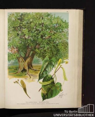 Tilia parvifolia Ehrhart. Kleinblättrige Linde.