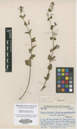 Satureja calamintha (L.) Scheele subsp. nepetoides (Jord.) Braun-Blanq.