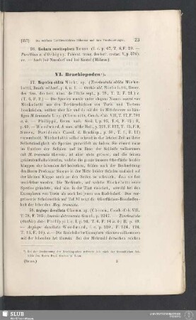 VI. Brachiopoden