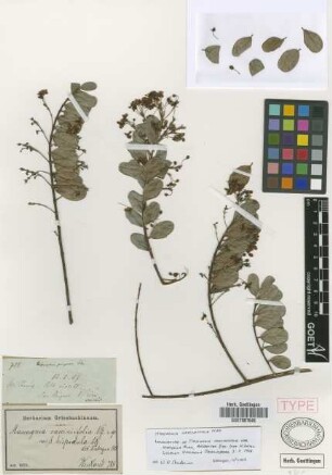 Mascagnia vacciniifolia Nied. var. hispidula Nied.[isolectotype]