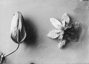 Schachbrettblume (Fritillaria), Blütenknospe und Blüte von unten