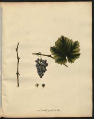 106. Le Corinthe precoce de Perse