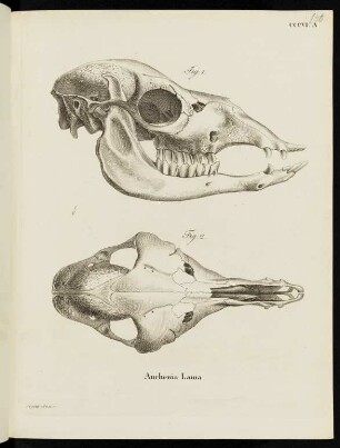 CCCVI. A. Auchenia Lama