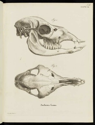 CCCVI. A. Auchenia Lama