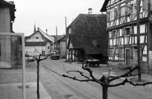 Büsingen: Dorfstraße mit gestutztem Baum