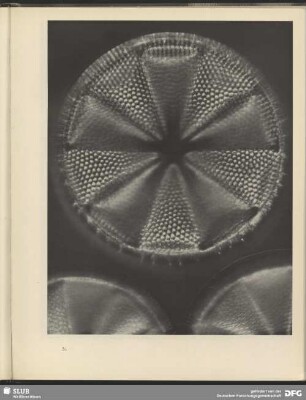 Kiselalge mit ausserordentlichem, mathematischem Feinbau. 2000:1