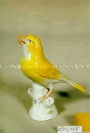 Kanarienvogel