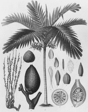 Betelpalme (Areca catechu) : Geographie | Wirtschaftsgeographie | Reizmittel, aetherische Öle und Duftstoffe liefernde Pflanzen | Tabak, Arzneipflanzen und Ölpflanzen
