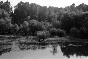 Plittersdorf: Rheinwald und Deich mit Dächern von Plittersdorf
