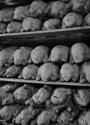 Archivfotografie "motive_dinge_tiere_p46neg"