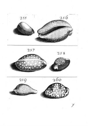255. - 260.