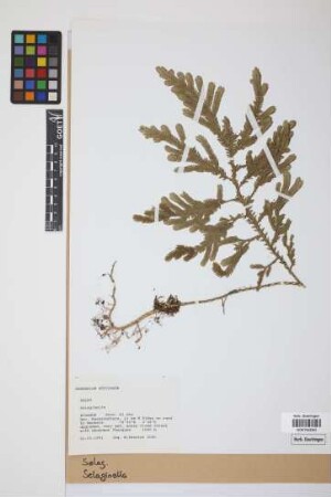 Selaginella P. Beauv.