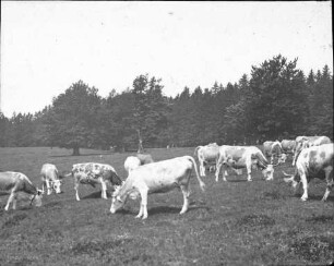 Weidevieh am Schauinsland