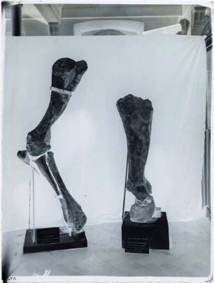 Elephas primigenius fraasi, Elephas trogontherii