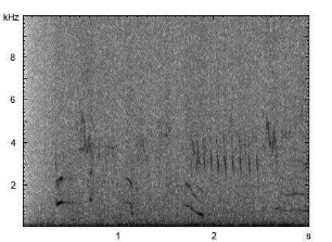 Haushund | Canis lupus f. familiaris - Heulen, Winseln