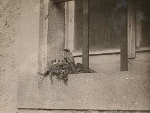 Gartenrotschwanz (Phoenicurus phoenicurus L.), Männchen am Nest (auf Fensterbank)