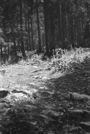 Wald : Blick in einen Kiefernwald.