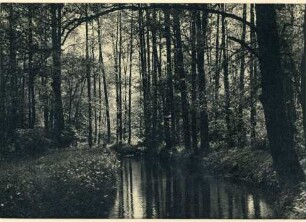 Fotografie, Driesen (Drezdenko)
