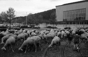 Freiburg: Schafherde vor der Stadthalle