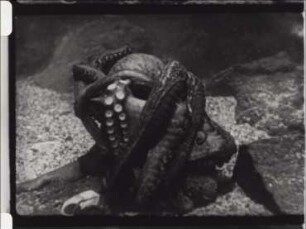 Octopus - Fortbewegung, Farbwechsel, Beutefang, Bauen und Paarung