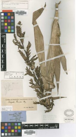 Brocchinia plumieri Griseb. [type]
